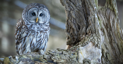 Výprava za sovím houkáním